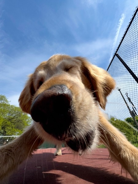 The same dog, now extremely and unavoidably in your face