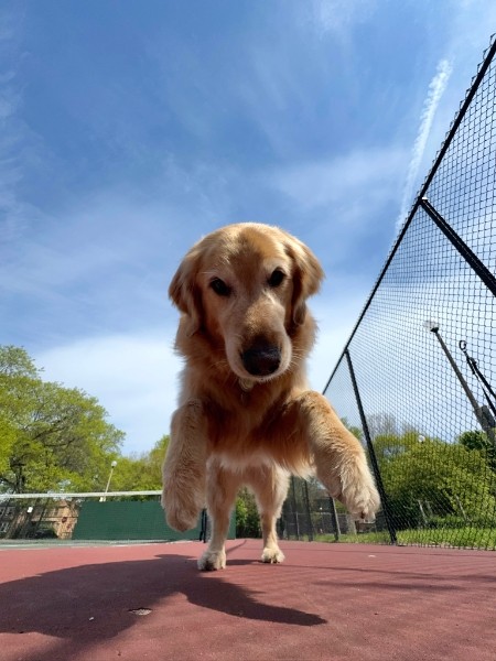 A good dog, at a safe and respectful distance, trotting across a tennis court